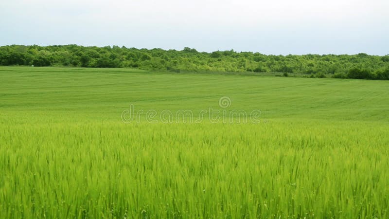 Campo de trigo verde debajo del cielo nublado dram?tico Crecimiento de cosechas joven del trigo en un campo agr?cola Agricultura