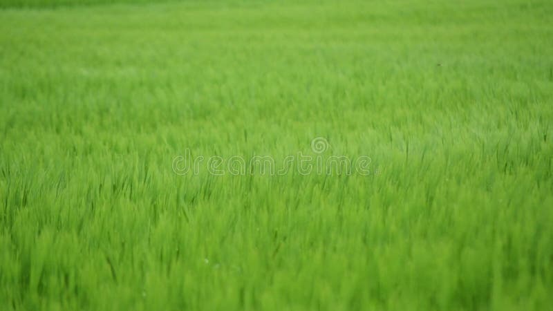 Campo de trigo verde debajo del cielo nublado dram?tico Crecimiento de cosechas joven del trigo en un campo agr?cola Agricultura