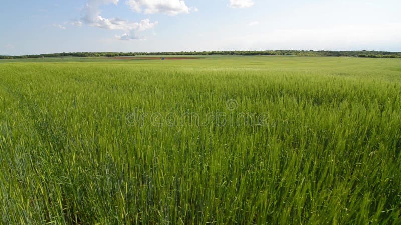 Campo de trigo verde debajo del cielo nublado dram?tico Crecimiento de cosechas joven del trigo en un campo agr?cola Agricultura