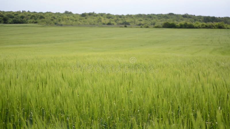 Campo de trigo verde debajo del cielo nublado dram?tico Crecimiento de cosechas joven del trigo en un campo agr?cola Agricultura