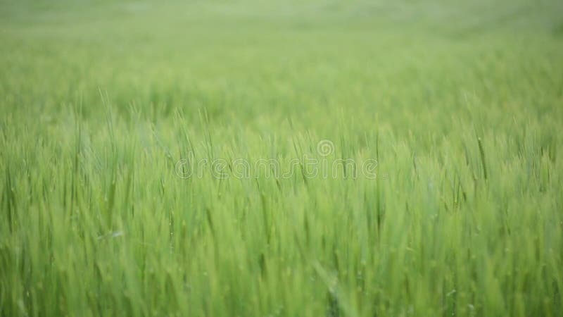 Campo de trigo verde debajo del cielo nublado dramático Crecimiento de cosechas joven del trigo en un campo agrícola Agricultura