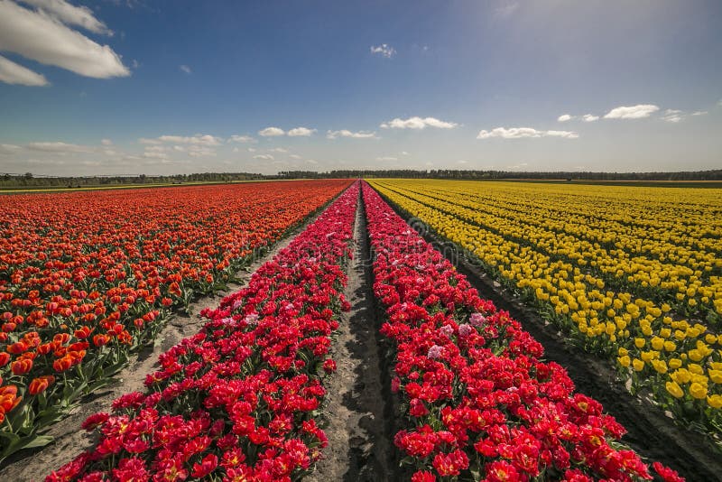 Campo de tulipanes en Burdeos