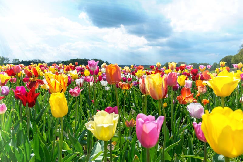 Campo de tulipanes en primavera debajo del cielo azul fotos de archivo libres de regalías Campo de tulipanes en primavera debajo del cielo azul fotos de archivo libres de regalías