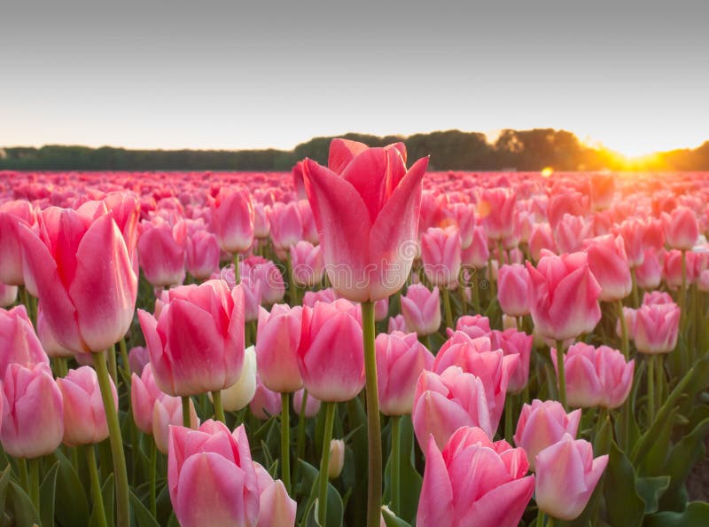 Campo De Tulipanes Rosados En El Ocaso Imagen De Archivo Imagen De