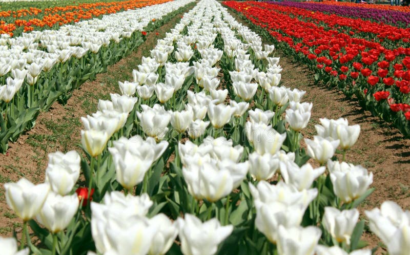 Campo de tulipas coloridas em Jammu e Caxemira imagem de stock royalty free Campo de tulipas coloridas em Jammu e Caxemira imagem de stock royalty free