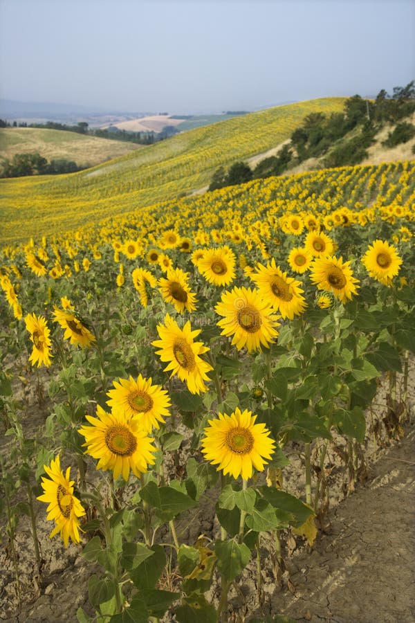 Campo dei girasoli e di Rolling Hills. fotografia stock libera da diritti Campo dei girasoli e di Rolling Hills. fotografia stock libera da diritti