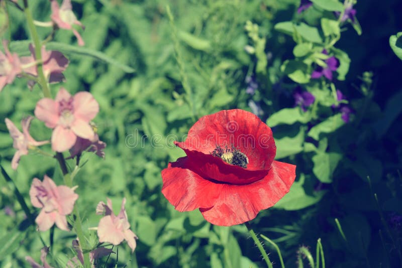 Download Campo dei papaveri fotografia stock. Immagine di fiore - 117979556