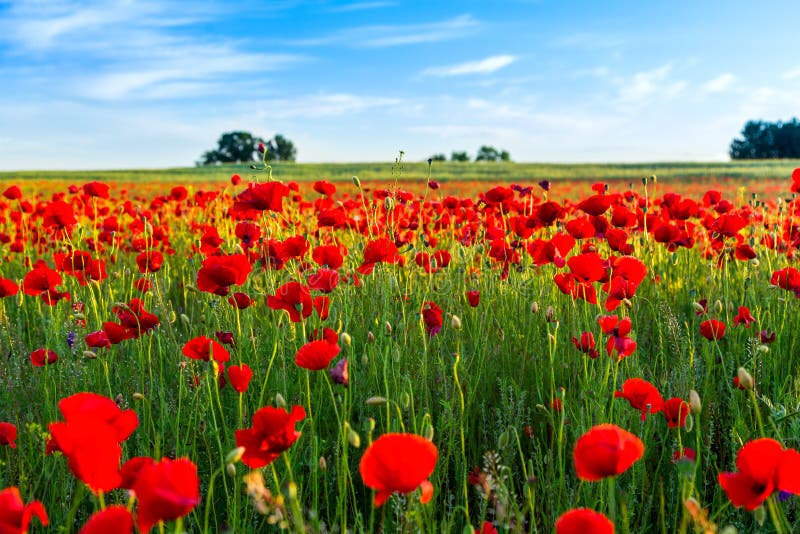 Adesivo Murale Campo Di Papaveri Al Tramonto - PVC Autoadesivo Per Porte E Pareti - Foto 13