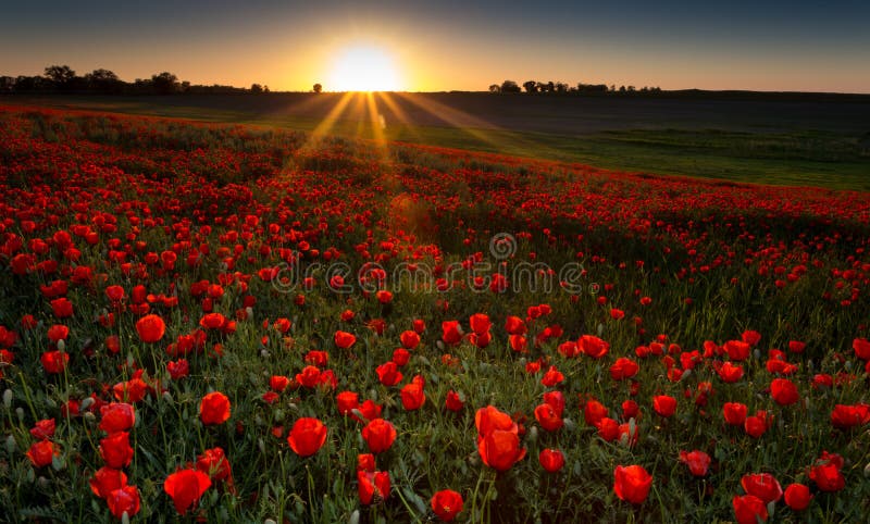 Campo dei papaveri rossi fotografia stock libera da diritti Campo dei papaveri rossi fotografia stock libera da diritti