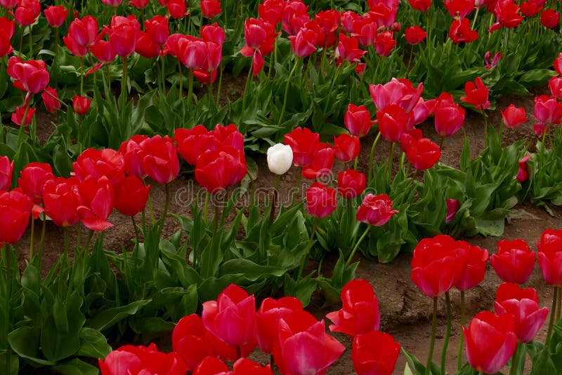 Campo dei tulipani rossi con un bianco uno fotografia stock Campo dei tulipani rossi con un bianco uno fotografia stock