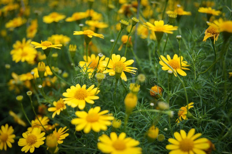 Campo del amarillo de la flor de la margarita del arrastramiento fotografía de archivo Campo del amarillo de la flor de la margarita del arrastramiento fotografía de archivo