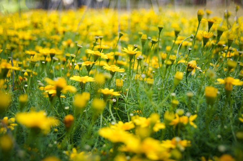 Campo del amarillo de la flor de la margarita del arrastramiento foto de archivo Campo del amarillo de la flor de la margarita del arrastramiento foto de archivo