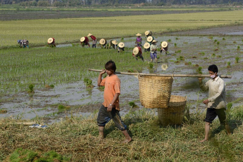 CAMPO DEL ARROZ DE ASIA MYANMAR NYAUNGSHWE fotografía de archivo libre de regalías CAMPO DEL ARROZ DE ASIA MYANMAR NYAUNGSHWE fotografía de archivo libre de regalías