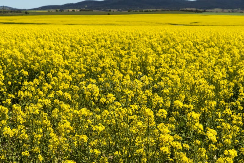 Campo del Canola imágenes de archivo libres de regalías Campo del Canola imágenes de archivo libres de regalías