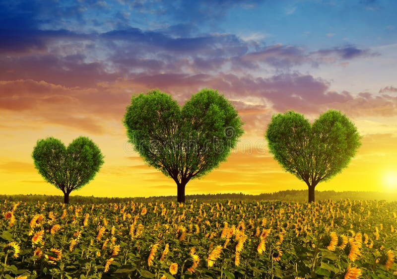 Campo del girasol con los árboles en la forma del corazón en la puesta del sol imagen de archivo Campo del girasol con los árboles en la forma del corazón en la puesta del sol imagen de archivo
