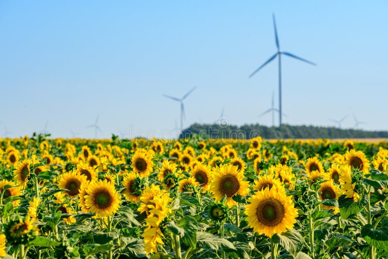Campo del girasol en tiempo de verano con el molino del cielo azul y de viento imagen de archivo libre de regalías Campo del girasol en tiempo de verano con el molino del cielo azul y de viento imagen de archivo libre de regalías