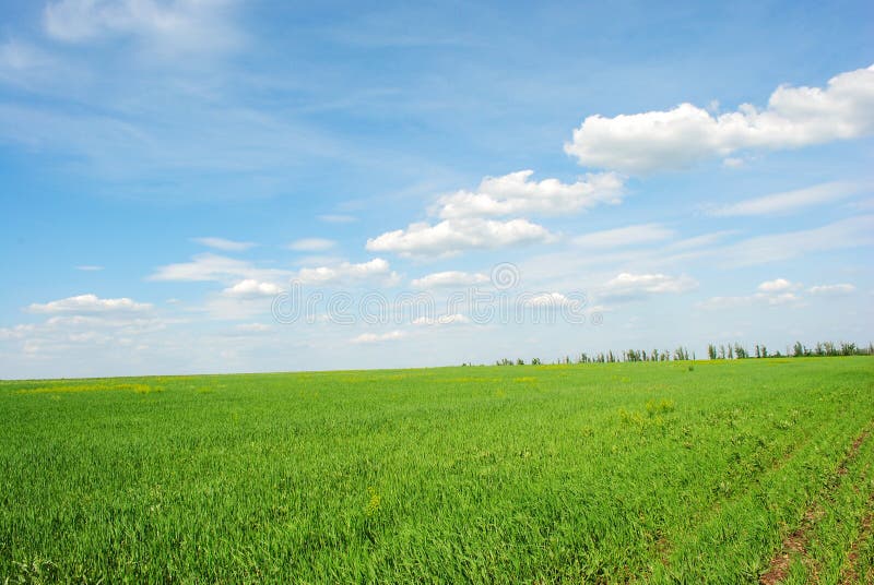Campo del trigo de invierno en primavera a lo largo de árboles, del cielo soleado y de las nubes