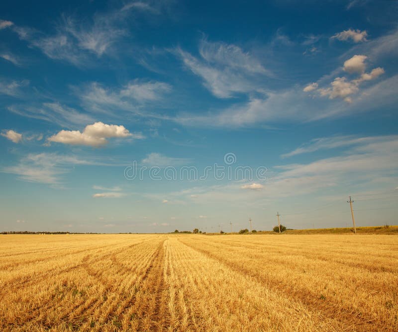 Campo del trigo después de cosechar en el cielo azul y el fondo agrícola de las nubes que cultiva el país foto de archivo Campo del trigo después de cosechar en el cielo azul y el fondo agrícola de las nubes que cultiva el país foto de archivo