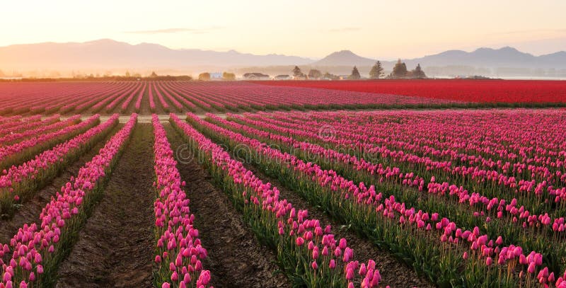 Campo del tulipán del valle de Skagit en la salida del sol brumosa imagen de archivo Campo del tulipán del valle de Skagit en la salida del sol brumosa imagen de archivo