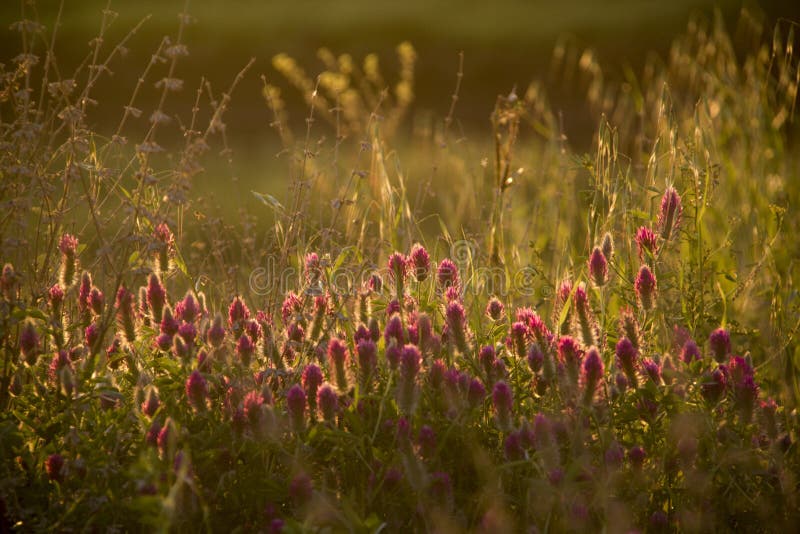Campo del verano de la primavera con los Wildflowers en puesta del sol Na del contraluz de Bokeh fotografía de archivo libre de regalías Campo del verano de la primavera con los Wildflowers en puesta del sol Na del contraluz de Bokeh fotografía de archivo libre de regalías