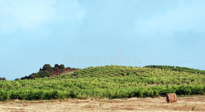 Campo del viñedo y de trigo en la isla de Córcega fotografía de archivo libre de regalías Campo del viñedo y de trigo en la isla de Córcega fotografía de archivo libre de regalías