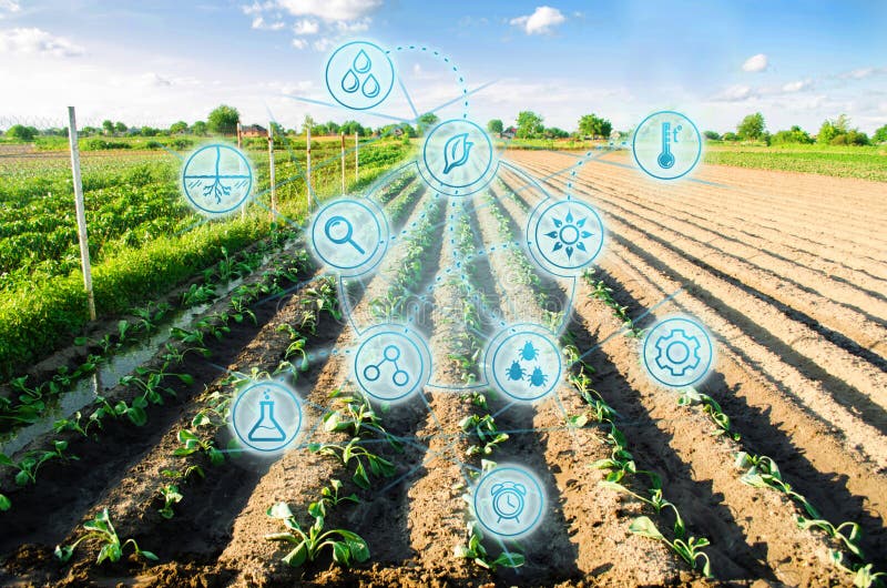 Campo dell'azienda agricola di cavolo Giovani semenzali Innovazioni e nuove tecnologie nell'affare agricolo Sviluppo scientifico