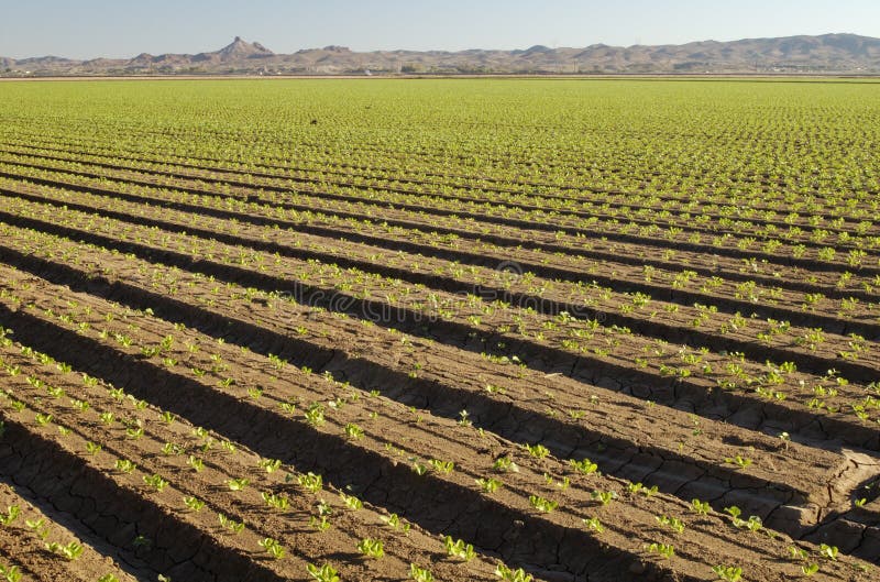 Lettuce seedlings in a field in Arizona. Lettuce seedlings in a field in Arizona