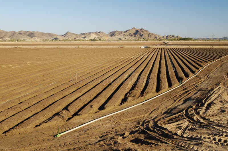 Irrigation pipes in a newly planted Lettuce field in Arizona. Irrigation pipes in a newly planted Lettuce field in Arizona