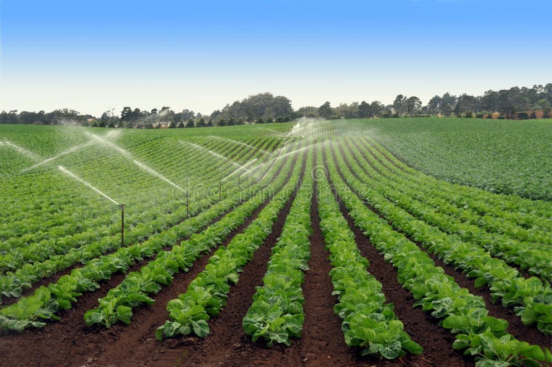 Campo della lattuga che è innaffiato immagini stock Campo della lattuga che è innaffiato immagini stock