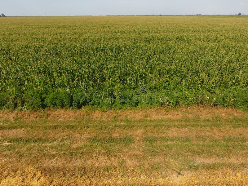 Campo di cereale e della parte del campo di grano pendente Fioriture del cereale verde sul campo Periodo di crescita e di maturaz fotografia stock Campo di cereale e della parte del campo di grano pendente Fioriture del cereale verde sul campo Periodo di crescita e di maturaz fotografia stock