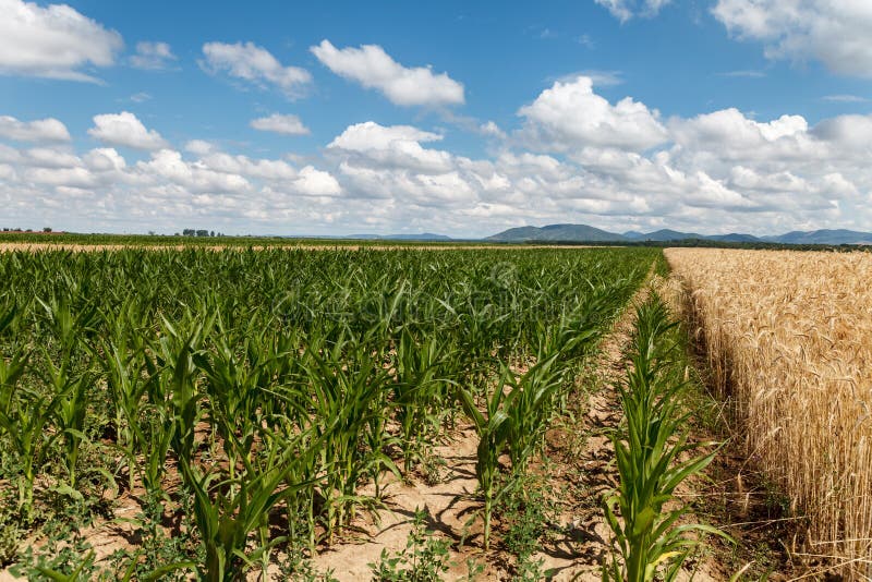 Campo di cereale e di grano sotto il cielo nuvoloso immagine stock Campo di cereale e di grano sotto il cielo nuvoloso immagine stock