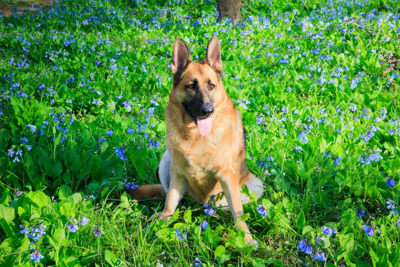 Campo di Dog Bluebell Wildflower del pastore tedesco immagini stock Campo di Dog Bluebell Wildflower del pastore tedesco immagini stock