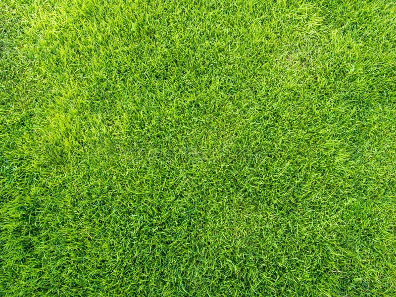 Campo di erba immagini stock libere da diritti Campo di erba immagini stock libere da diritti