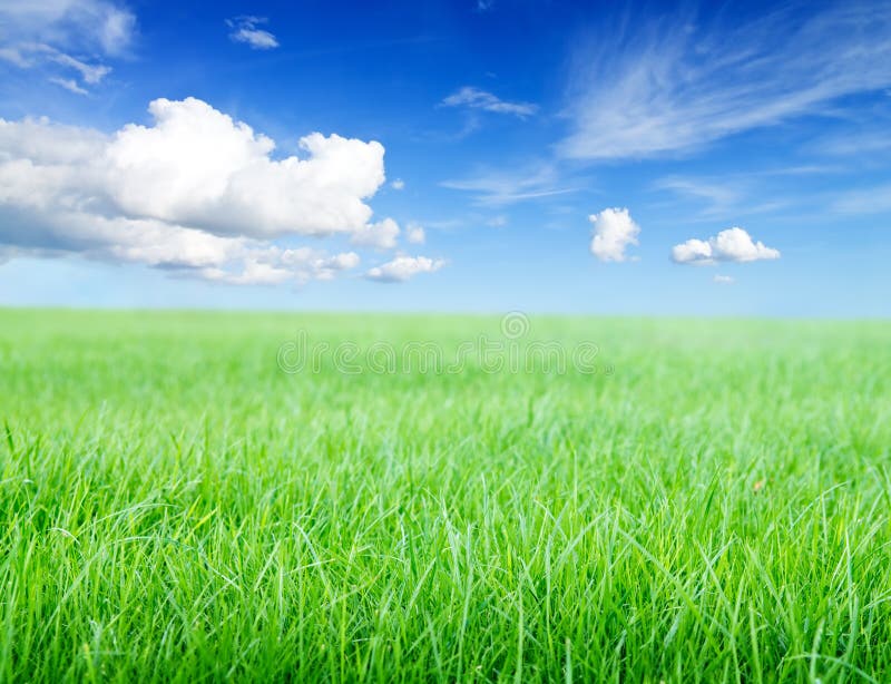 Campo di erba verde sotto il sole di mezzogiorno su cielo blu. fotografia stock Campo di erba verde sotto il sole di mezzogiorno su cielo blu. fotografia stock