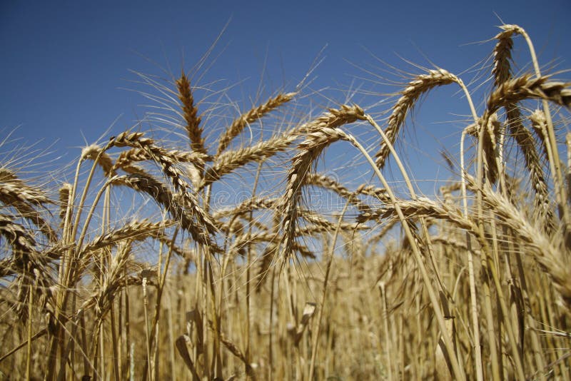 Ears of wheat against the sky. Ears of wheat against the sky.