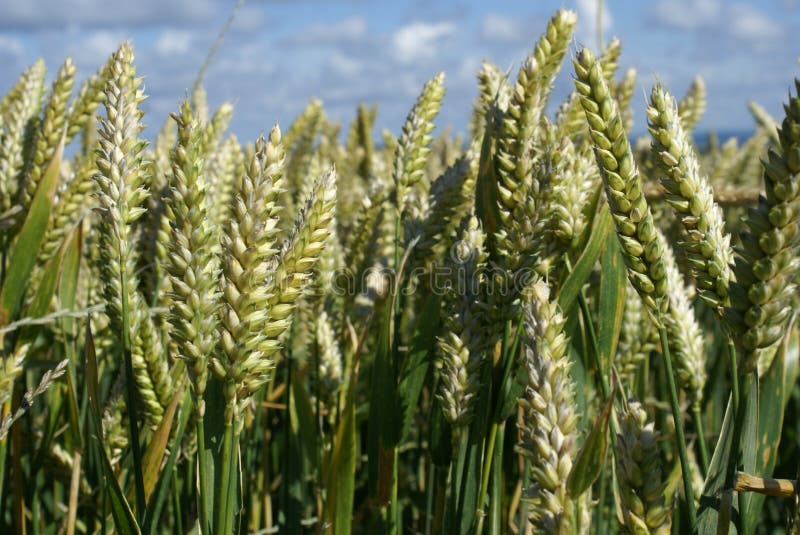 Campo di frumento immagini stock libere da diritti Campo di frumento immagini stock libere da diritti
