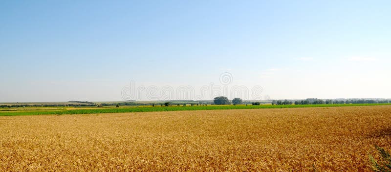 Field of wheat / 1 0. Field of wheat / 1 0