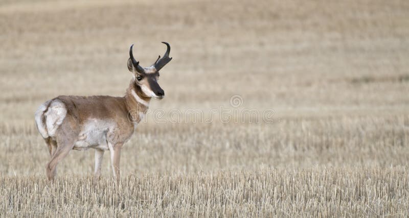 American Pronhorn Antelope Grazing in Oklahoma Whaet Field. American Pronhorn Antelope Grazing in Oklahoma Whaet Field