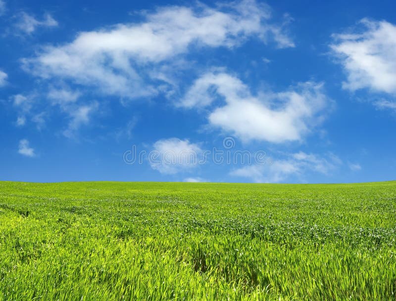 Wheat field over beautiful blue sky 1. Wheat field over beautiful blue sky 1