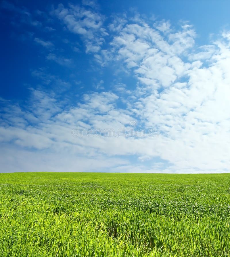 Wheat field over beautiful blue sky 1. Wheat field over beautiful blue sky 1
