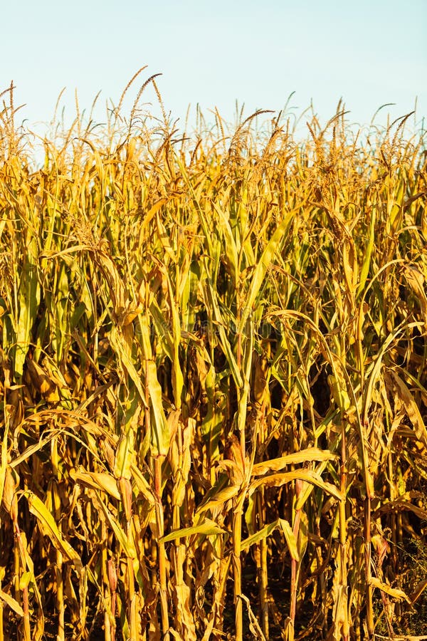 Campo di grano al tramonto fotografie stock Campo di grano al tramonto fotografie stock