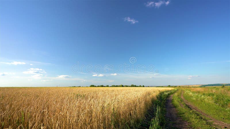 Campo di grano dorato sul cielo azzurro al sole.