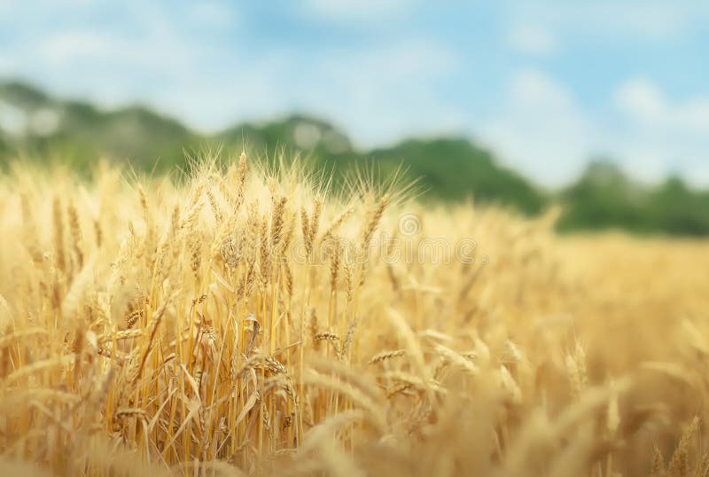 Campo di grano nel giorno di estate fotografia stock Campo di grano nel giorno di estate fotografia stock