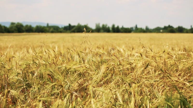 Campo di grano soffiato dal vento con gli alberi su fondo