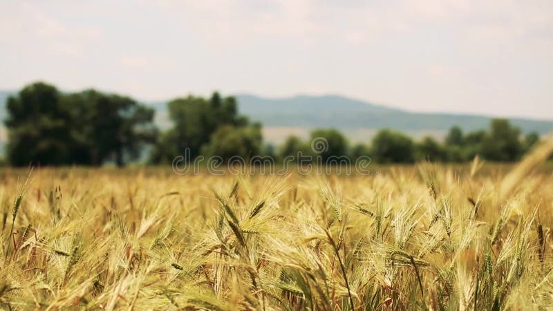 Campo di grano soffiato dal vento con la foresta e dalle montagne sui precedenti