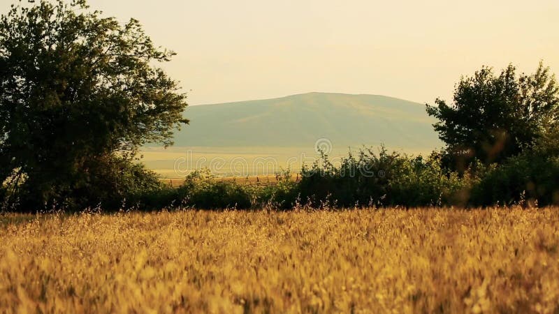 Campo di grano soffiato dal vento con la grande montagna su fondo e sugli alberi