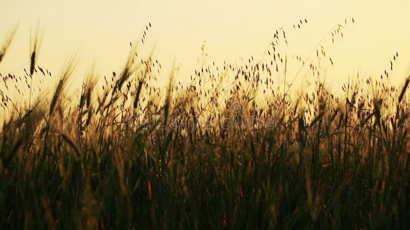 Campo di grano soffiato lentamente dal vento con la foresta su fondo