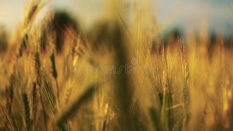 Campo di grano soffiato lentamente dal vento vicino alla vista della macchina fotografica sfuocato