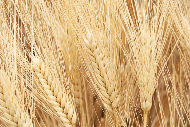 Campo di granulo immagine stock Campo di granulo immagine stock
