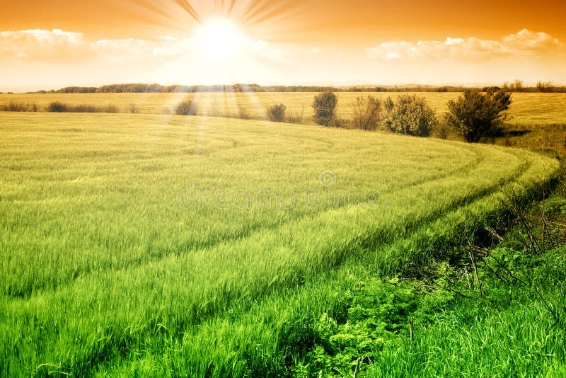 Campo di granulo fresco verde e del cielo pieno di sole